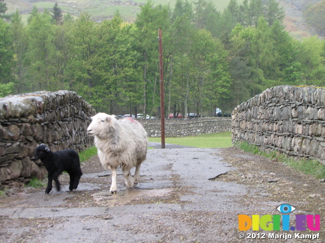 SX22238 Lamb and sheep crossing stone bridge